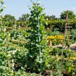 12 Pea Trellis Ideas That Support Heavy Vines Without Tipping